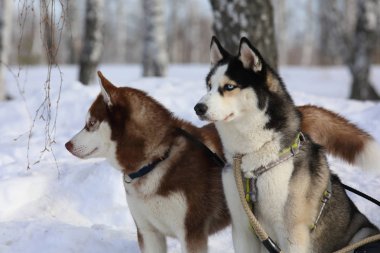 Erkek ve dişi Sibirya husky kış ağaç arasında