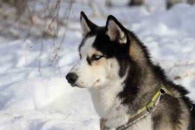 Kış ormandaki mavi gözlü Sibirya husky