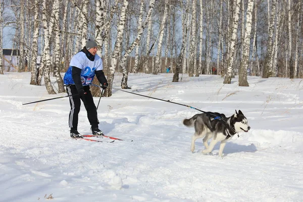 Een man rent op ski's onder berken met een hondenras Siberische hus — Stockfoto