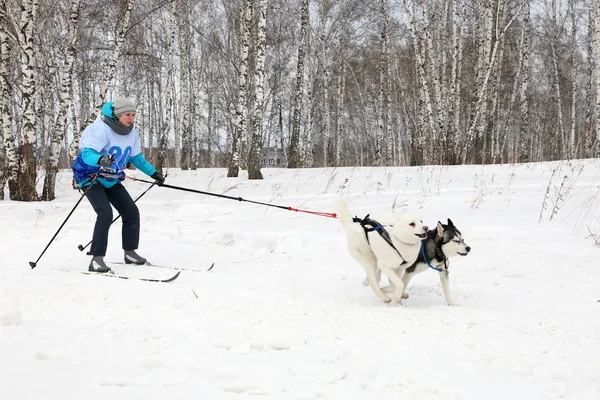 Lány részt két husky kutyák skijoring, egy napsütéses téli — Stock Fotó