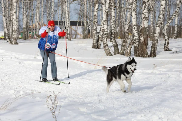 在西伯利亚阳光明媚的冬日滑雪 — 图库照片