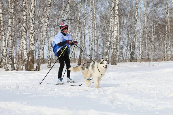 Lány részt skijoring között, egy kutya tenyészt Siberia birches — Stock Fotó