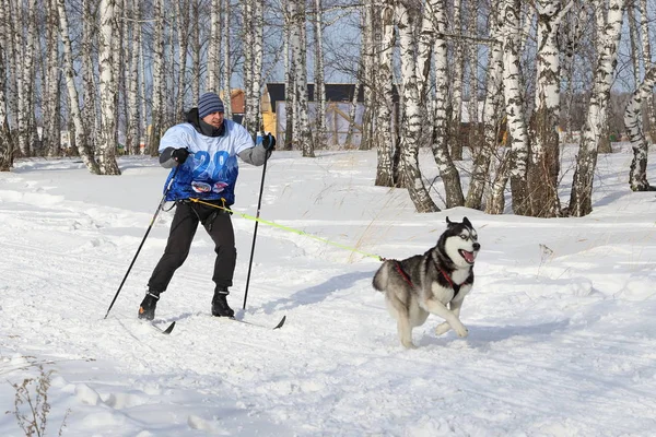 Egy ember részt skijoring, egy kutya tenyészt szibériai husky téli, így főzte — Stock Fotó