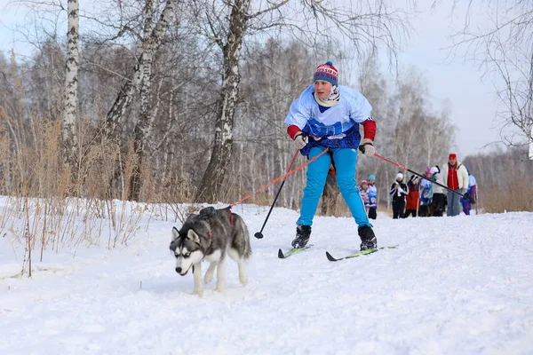 Kız skijoring bir köpek doğurmak Siberian dış yapraklar kış ile meşgul — Stok fotoğraf