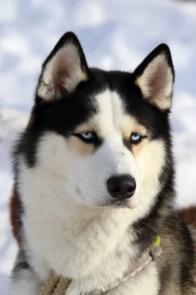 Sibiřský husky s modrýma očima detail — Stock fotografie