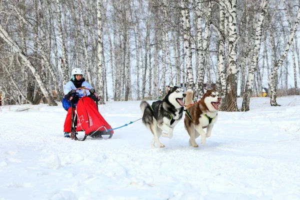 Menina no trenó monta um trenó de cão com dois jogos de azar Siberian husky a — Fotografia de Stock