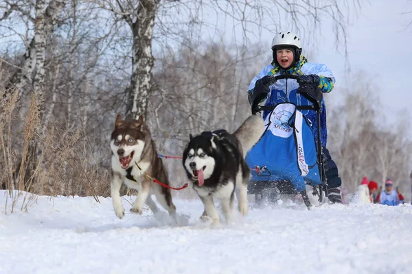 Szibériai husky, kék szemek és egy fiú, a téli erdőben — Stock Fotó