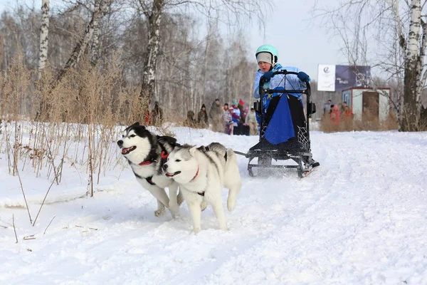 Een jongen in de winter slee rijdt een hondenslee met twee Siberische husk — Stockfoto