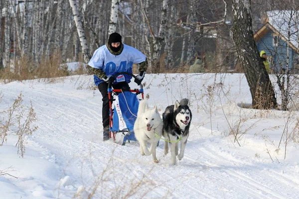 Ein Mann im Winterschlitten fährt einen Hundeschlitten mit zwei sibirischen Schalen — Stockfoto