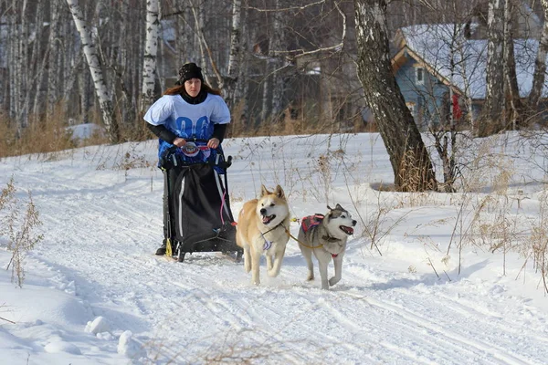 Meisje in de winter in de slee rijdt een hondenslee met twee Siberische hu — Stockfoto