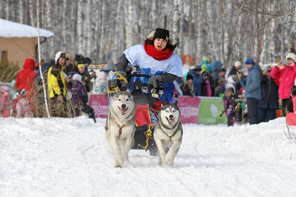 Mädchen im Winter im Schlitten fährt einen Hundeschlitten mit zwei sibirischen hu — Stockfoto