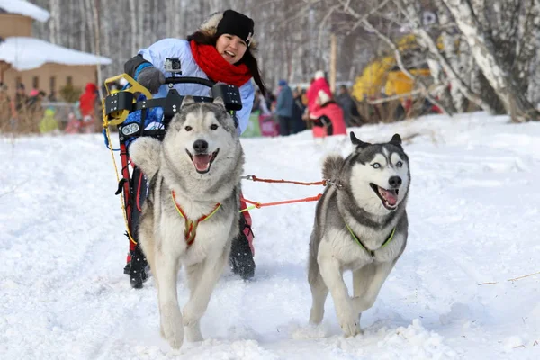 Girl winter frosty day in the sled rides a dog sled with two Sib — Stock Photo, Image