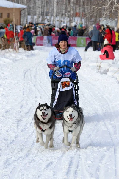 Girl winter in the sled rides on a dog sled with two Siberian hu — Stock Photo, Image