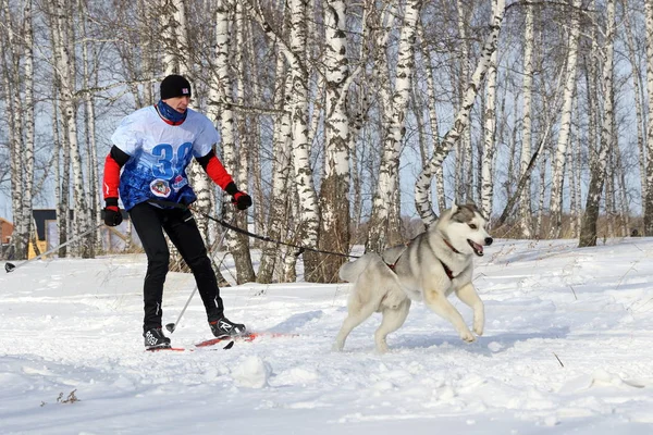 一个人从事滑雪与狗品种西伯利亚哈士奇温特 — 图库照片