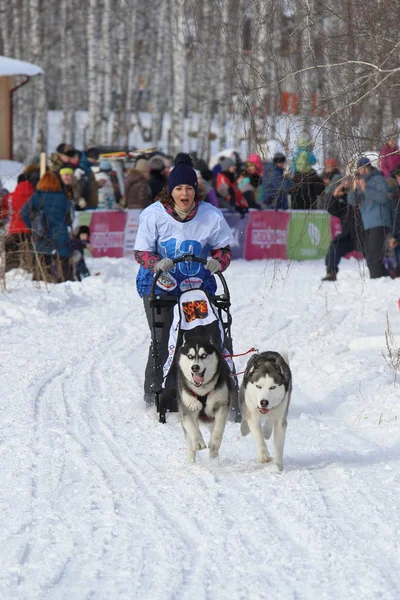 Girl winter in sled rides on a dog sled with two gambling Siberi — Stock Photo, Image