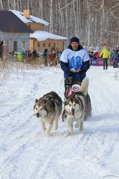 A man on a Sunny winter day in a sled rides a dog sled with two — Stock Photo, Image