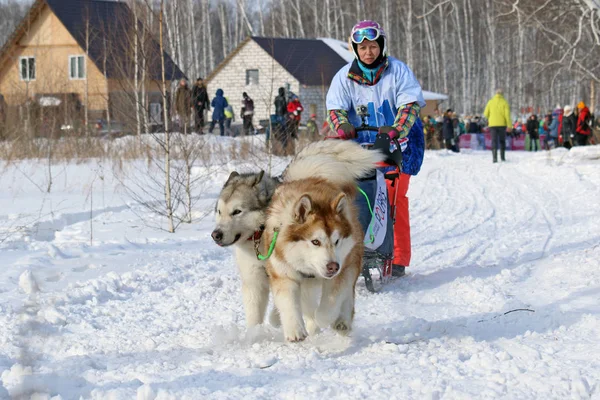 Frau Wintertag in der Schlittenfahrt auf einem Hundeschlitten mit zwei alaska — Stockfoto