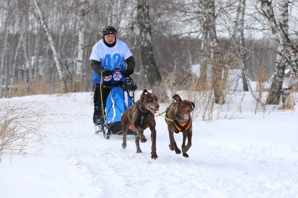 Zwei norwegische metis im geschirr beim festival husky in novosibi — Stockfoto