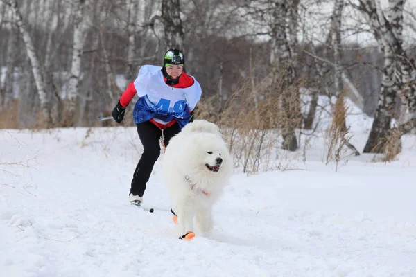 Samoyed Husky und ein Mädchen auf Skiern Spaß Lauf während des Festivals in — Stockfoto