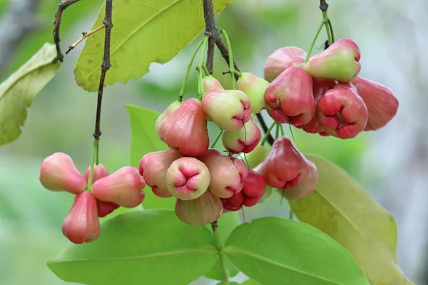 Syzygium jambos. Rose Apple chompoo Tayland meyveleri — Stok fotoğraf