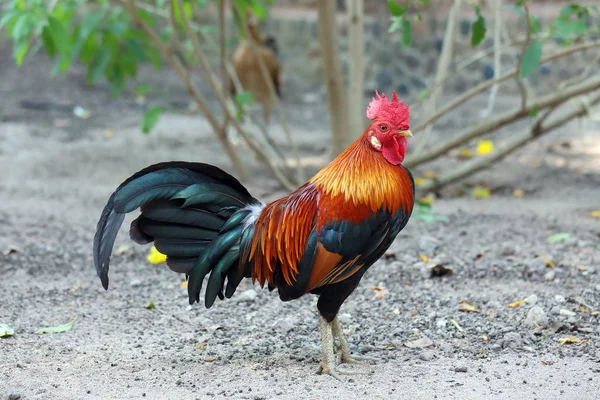 Volwassen pik met heldere verenkleed in het Koninkrijk van Thailand — Stockfoto