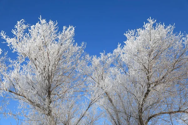 Árbol en un día de invierno contra el cielo azul —  Fotos de Stock