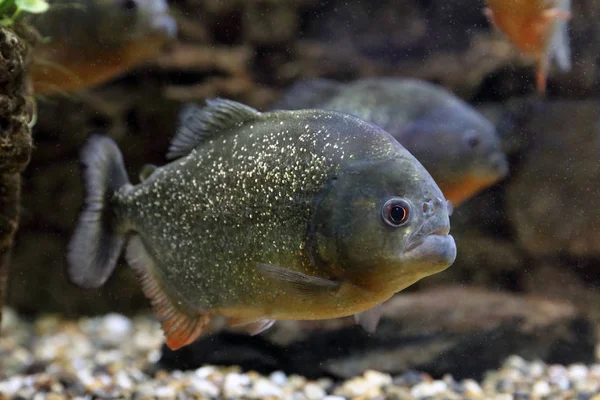 Pygocentrus nattereri. Predatory piranha swims in the interior o — Stock Photo, Image