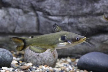Horabagrus brachysoma. Catfish tavus kuşu gözü yakın çekim tarafı