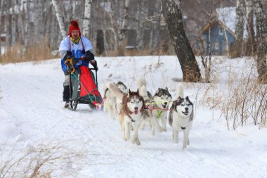 Yarış beş köpekler Husky f sırasında kış Sibirya Husky cins