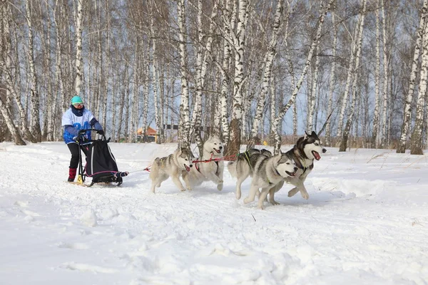 Uma mulher em uma corrida para quatro cães da raça Siberian husky em w — Fotografia de Stock