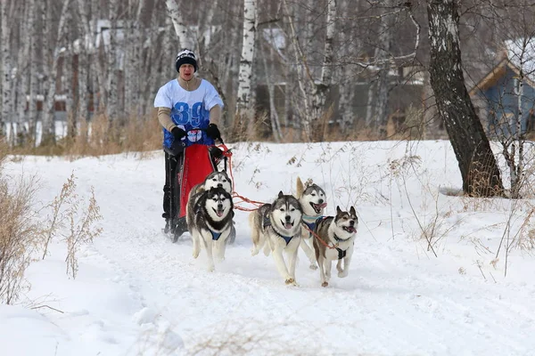 Egy férfi versenyautó öt kutya fajta szibériai husky télen a — Stock Fotó