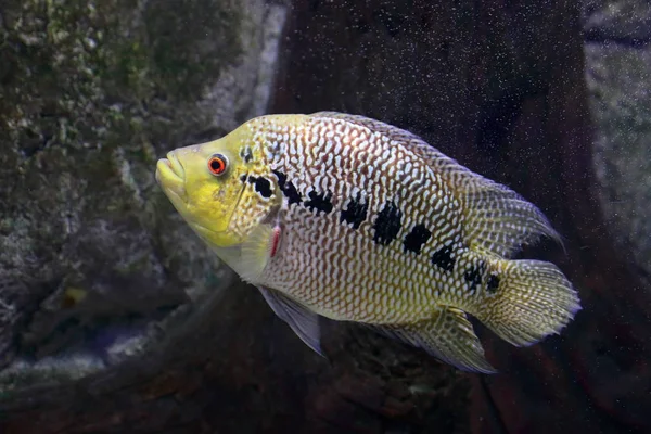 Färgglada fisk hybrid Flower horn närbild i akvariet — Stockfoto