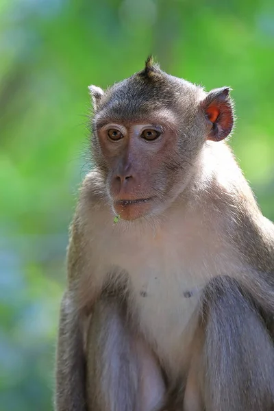 Macaca fascicularis. The male macaques of crab in Thailand — Stock Photo, Image