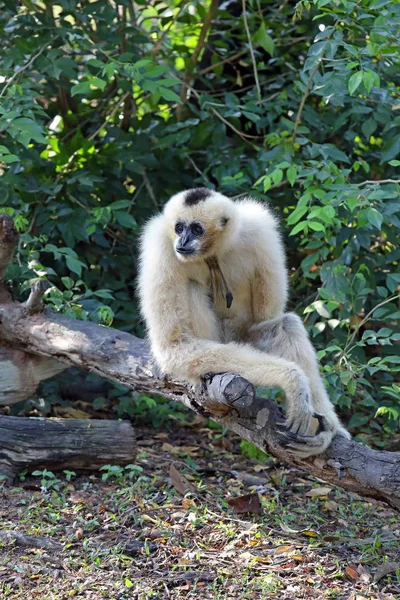 Nomascus concolor. Vrouwelijke wit-wangen kuif Gibbon close-up — Stockfoto