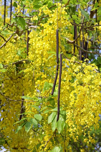 Cassia fistula. Капсулы и желтые цветы — стоковое фото