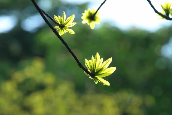부드러운 햇빛에 쿠루우비타 기아넨시스 또는 캐논볼 나무 — 스톡 사진