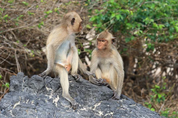 Macaca fascicularis. Two macaques of the crab sitting on the roc — Stock Photo, Image