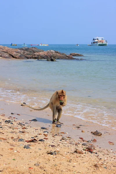 Macaca fascicularis. Monkey in the Gulf of Thailand on the islan — Stock Photo, Image