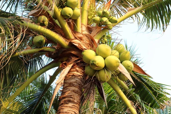 Il frutto della noce di cocco in Thailandia — Foto Stock