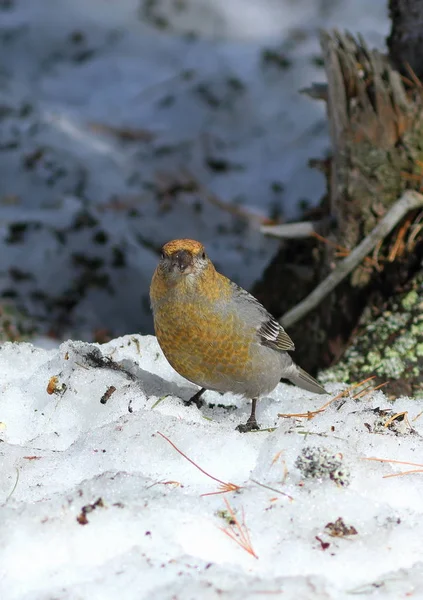 Enucleador de Pinicola. Las aves hembras grosbeak principios de primavera en S —  Fotos de Stock