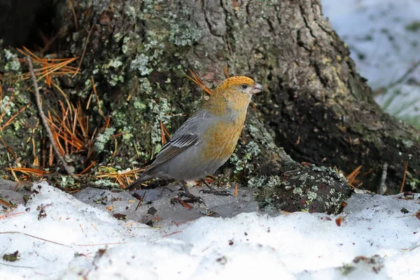 Enucleador de Pinicola. Las aves grosbeak hembras temprano en el spri —  Fotos de Stock