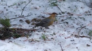 Pinicola enükleatörü. Dişi kuşlar Sibirya'da erken bahar grosbeak