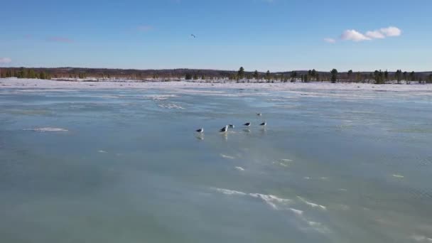 Larus Heuglini Pássaros Lago Gelo Norte Sibéria Tarde Primavera — Vídeo de Stock