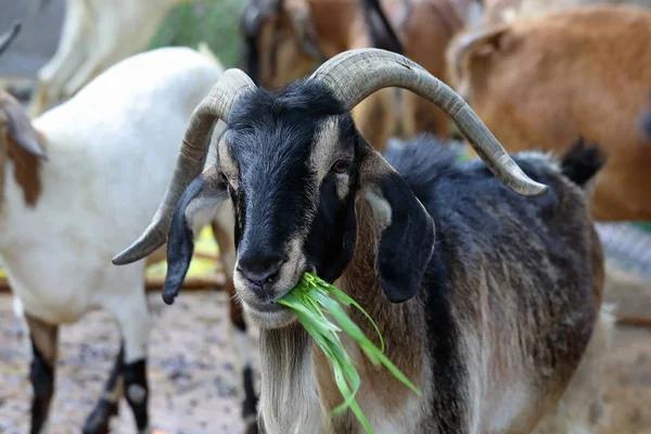 Goat among the herd looking at the camera — Stock Photo, Image