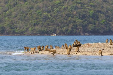 Macaca fasiküleris. Tayland sahilde Cava makak