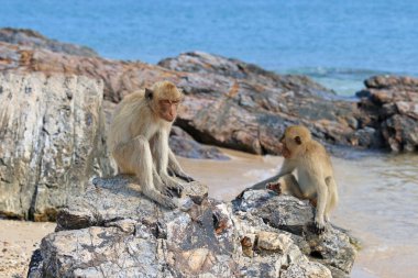 Macaca fasiküleris. Makak mon Isle üzerinde kayalar üzerinde oturan