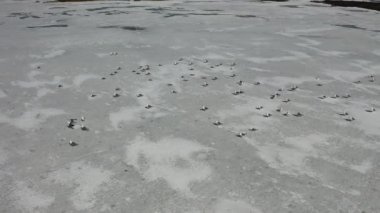 Batı Sibirya'nın kuzeyinde ilkbaharda kuşlar