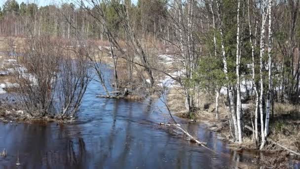 Spring Stream Taiga Western Siberia — Stock Video