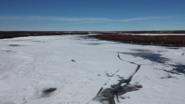 Vogels Het Voorjaar Het Noorden Van West Siberië — Stockvideo