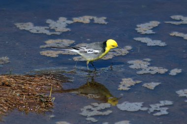 Motacilla citreola. Erkek Citrine Wagtail yiyecek arıyor